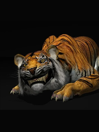 CG Bengal Tiger Animation 