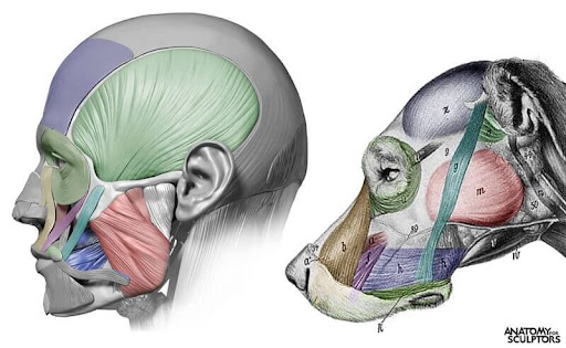 anatomy-for-sculptors-animal-anatomy-facial-muscles