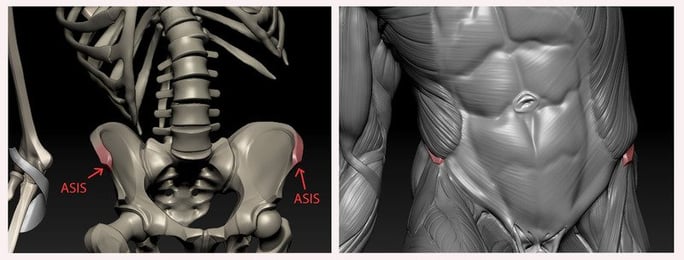 digital-ecorche-asis-muscles
