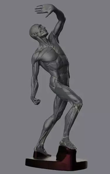 What is Digital Écorché? Making the 3D model + free anatomy reference!