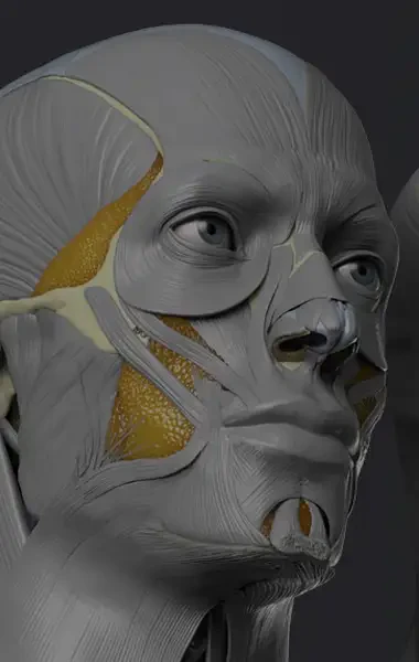 Anatomy books for 3D artists | Modelers, animators, & digital painters Anatomy books for 3D artists | Modelers, animators, & digital painters